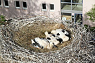 Auracher Storchennest